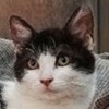 Rado Kater Pernik